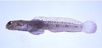 To FishBase images (<i>Parkraemeria ornata</i>, Japan, by Suzuki, T.)