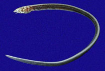 Image of Paraletharchus pacificus (Pacific sailfin eel)