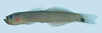 To FishBase images (<i>Parioglossus palustris</i>, Palau, by Winterbottom, R.)