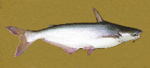 To FishBase images (<i>Pangasius pangasius</i>, by Rahman, A.K.A.)