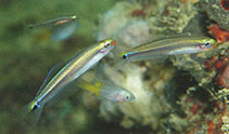 Image of Parioglossus philippinus (Philippine dartfish)