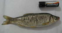 To FishBase images (<i>Pachychilon pictum</i>, North Macedonia, by Mircevski, D.)