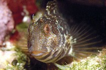 To FishBase images (<i>Parablennius pilicornis</i>, Spain, by Patzner, R.)