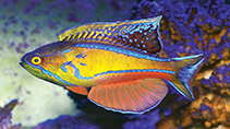 To FishBase images (<i>Paracheilinus piscilineatus</i>, Mauritius, by Kohen, K.)