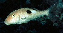 To FishBase images (<i>Parupeneus pleurostigma</i>, Seychelles, by Randall, J.E.)