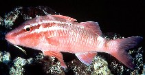To FishBase images (<i>Parupeneus porphyreus</i>, Hawaii, by Randall, J.E.)