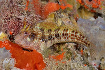 To FishBase images (<i>Parablennius postoculomaculatus</i>, Australia, by Groeneveld, R.)