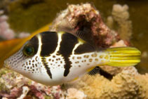To FishBase images (<i>Paraluteres prionurus</i>, Indonesia, by Malaer, P.)