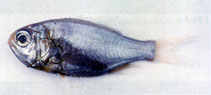 Image of Aulotrachichthys prosthemius (West Pacific luminous roughy)