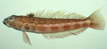 To FishBase images (<i>Parapercis pulchella</i>, Chinese Taipei, by The Fish Database of Taiwan)
