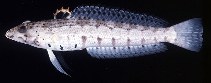 To FishBase images (<i>Parapercis punctulata</i>, Seychelles, by Randall, J.E.)