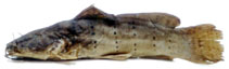 To FishBase images (<i>Parauchenoglanis punctatus</i>, Congo, by Geerinckx, T.)
