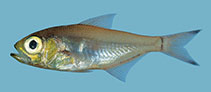 To FishBase images (<i>Parapriacanthus punctulatus</i>, Comoros, by Winterbottom, R.)