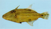 To FishBase images (<i>Paramonacanthus pusillus</i>, Jordan, by Khalaf, M.A.)