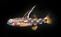 To FishBase images (<i>Pandaka pusilla</i>, Indonesia, by Allen, G.R.)