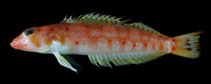 To FishBase images (<i>Parapercis randalli</i>, Chinese Taipei, by Ho, H.-C.)