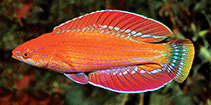To FishBase images (<i>Paracheilinus rennyae</i>, Indonesia, by Allen, G.R.)