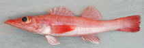 To FishBase images (<i>Parabembras robinsoni</i>, Mozambique, by Alvheim, O./Institute of Marine Research (IMR))