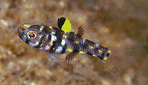 To FishBase images (<i>Pandaka rouxi</i>, Indonesia, by Allen, G.R.)