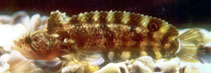 Image of Paraclinus rubicundus 