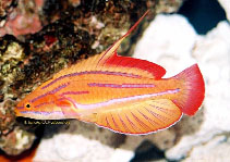 To FishBase images (<i>Paracheilinus rubricaudalis</i>, Vanuatu, by Tanaka, H.)