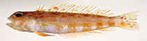 To FishBase images (<i>Parapercis rubricaudalis</i>, Australia, by CSIRO / D. Bray)
