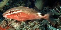 To FishBase images (<i>Parupeneus rubescens</i>, by Randall, J.E.)