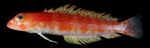 To FishBase images (<i>Parapercis rubromaculata</i>, Chinese Taipei, by Ho, H.-C.)