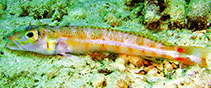 Image of Parapercis sagma (Saddled sandperch)