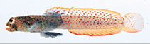 To FishBase images (<i>Parkraemeria saltator</i>, Ryukyu Is., by Suzuki, T.)