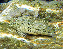 To FishBase images (<i>Parablennius sanguinolentus</i>, Greece, by Patzner, R.)