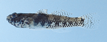 To FishBase images (<i>Palutrus scapulopunctatus</i>, Thailand, by Satapoomin, U.)
