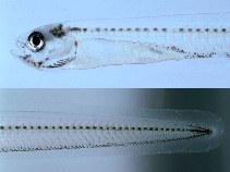 To FishBase images (<i>Parophidion schmidti</i>, by Smith, D.G.)