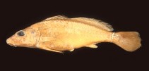 To FishBase images (<i>Pachyurus schomburgkii</i>, Brazil, by Casatti, L.)