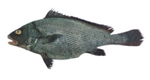 To FishBase images (<i>Paranibea semiluctuosa</i>, Iran, by Iranian Fisheries Research Organization (IFRO))