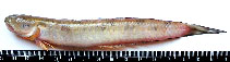Image of Parapocryptes serperaster 