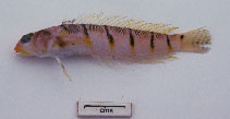 To FishBase images (<i>Parapercis sexlorata</i>, Australia, by Graham, K.)