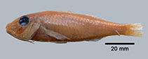 To FishBase images (<i>Parupeneus sinai</i>, by Uiblein, F.)