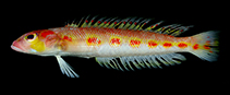 To FishBase images (<i>Parapercis soliorta</i>, Philippines, by Kagoshima University Museum (KAUM))
