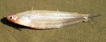 Image of Parailia somalensis (Somalia glass catfish)
