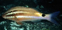 To FishBase images (<i>Parupeneus spilurus</i>, Indonesia, by Randall, J.E.)