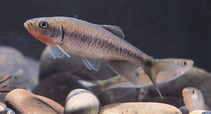 To FishBase images (<i>Parazacco spilurus</i>, by CAFS)