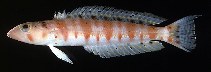 To FishBase images (<i>Parapercis basimaculata</i>, Ryukyu Is., by Randall, J.E.)