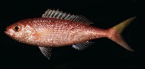 To FishBase images (<i>Parapristipomoides squamimaxillaris</i>, Easter I., by Randall, J.E.)