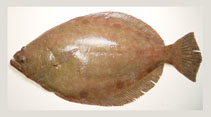 To FishBase images (<i>Paralichthys squamilentus</i>, by NOAA\NMFS\Mississippi Laboratory)