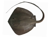 To FishBase images (<i>Pastinachus stellurostris</i>, Indonesia, by Fahmi)