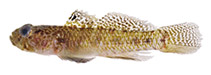 To FishBase images (<i>Hetereleotris sticta</i>, by Williams, J.T.)