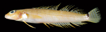 To FishBase images (<i>Parapercis okamurai</i>, Chinese Taipei, by Ho, H.-C.)