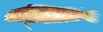 To FishBase images (<i>Parapercis striolata</i>, Japan, by Ho, H.-C.)