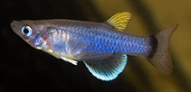 To FishBase images (<i>Pantanodon stuhlmanni</i>, Kenya, by Milvertz, F.)